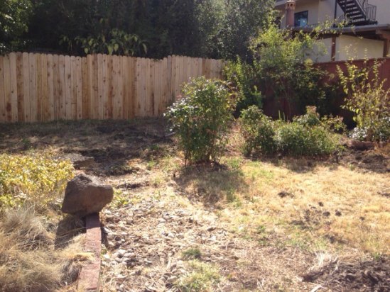 Before- Neglected Yard