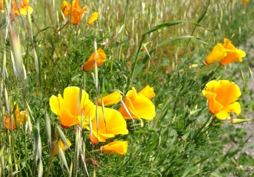 California Poppy