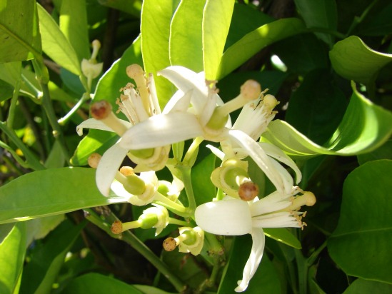 Citrus Flower