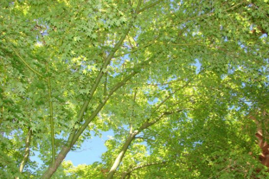 Japanese Maple