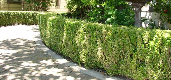 Low Hedge Wall