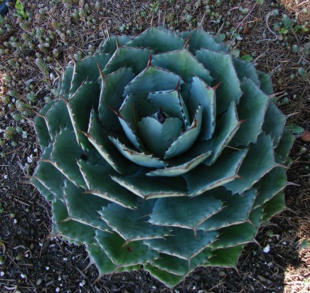 Succulent