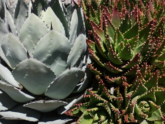 Garden Succulents