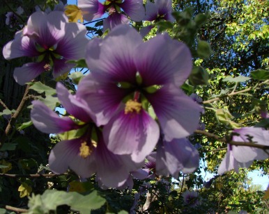 Tree Mallow