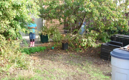 Backyard Overrun with Weeds 