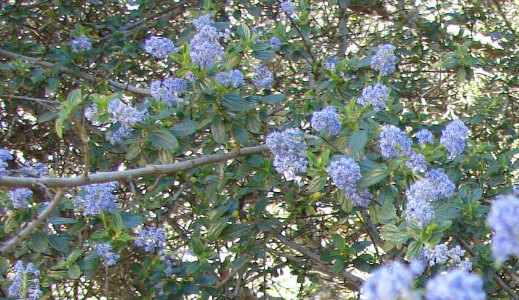 Ceanothus