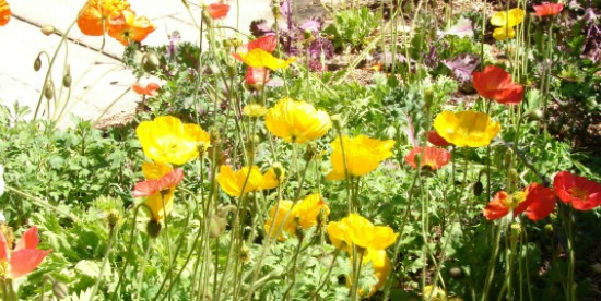 Icelandic Poppies