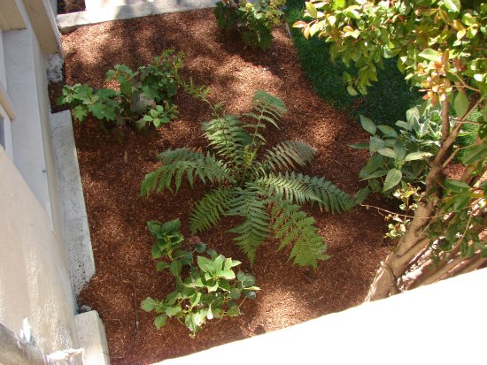 Landscaping with Tree Fern 