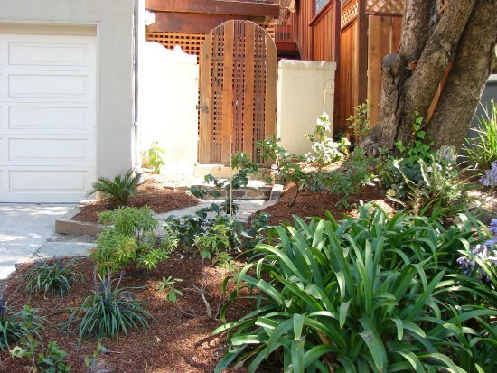 Lush Planting in Side Yard Garden 