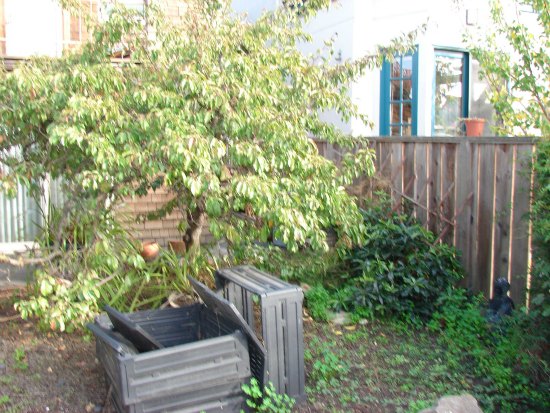 Neglected Tiny Backyard 