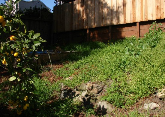 Overgrown Backyard Downslope 