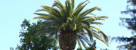 Palm Tree