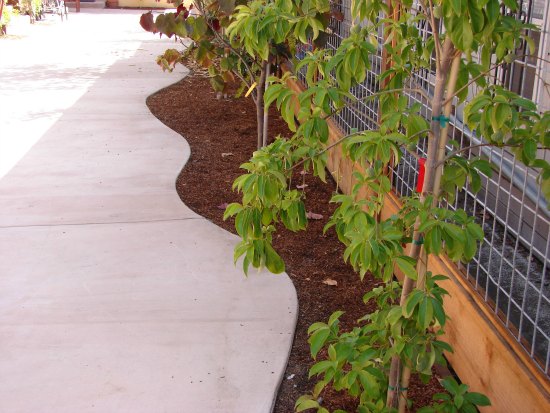 Poured Concrete Patio with Integrated Pigment Curved Edge 