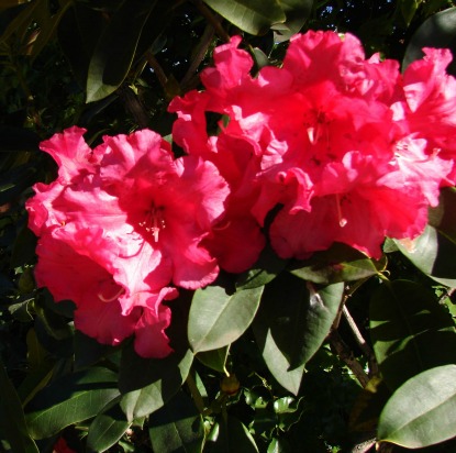 Rhododendron