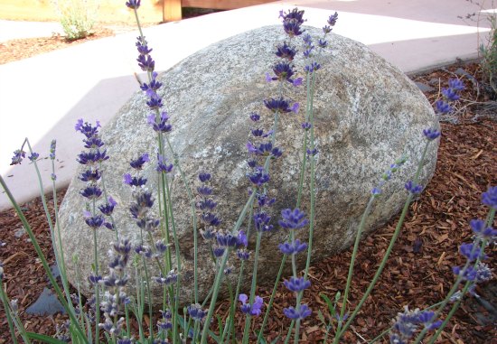 Stone Boulder Accent in Garden 