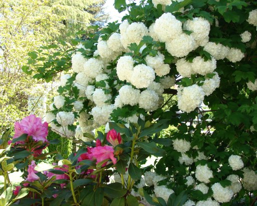 Viburnum Opulus