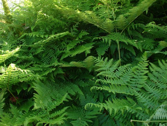 Ferns