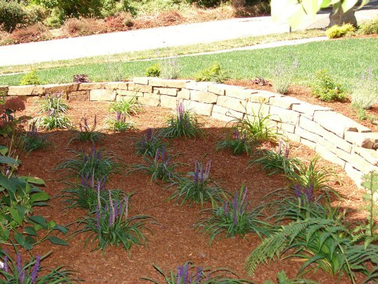 Liriope with Dry Stacked Ledge Stone Wall 