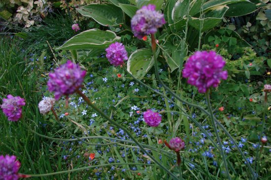 Sea Thrift