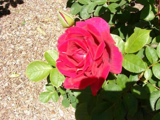 Rose- A Woody Perennial