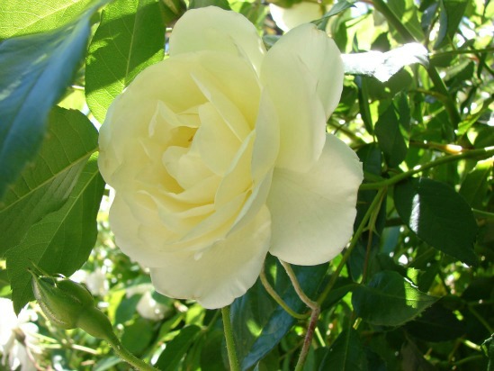 Climbing Rose