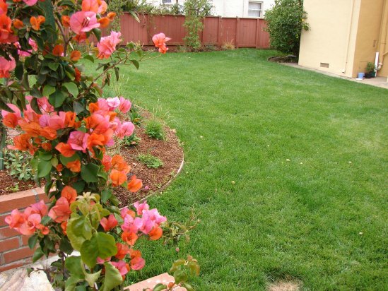 After- Lawn After- Lawn