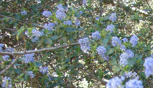 Ceanothus Ceanothus